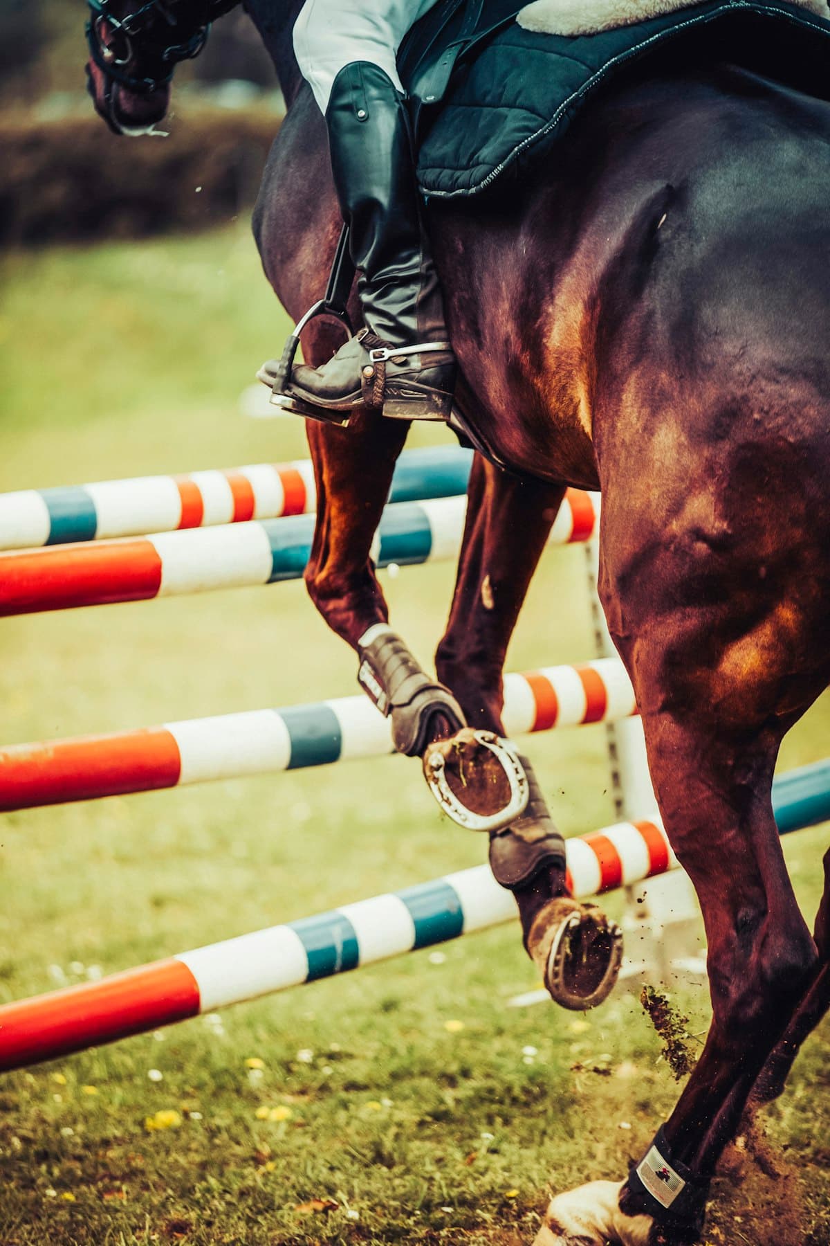 Sporthorse clearing a jump with correct form